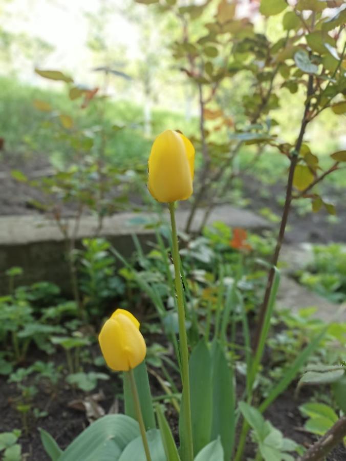 Green Garden イジェヴァン エクステリア 写真